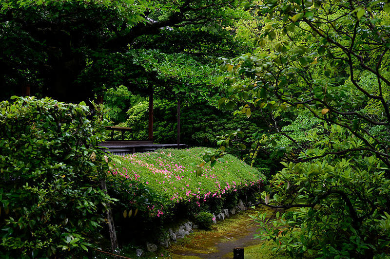 青葉巡り@妙心寺塔頭 桂春院・其の一_f0032011_21043046.jpg