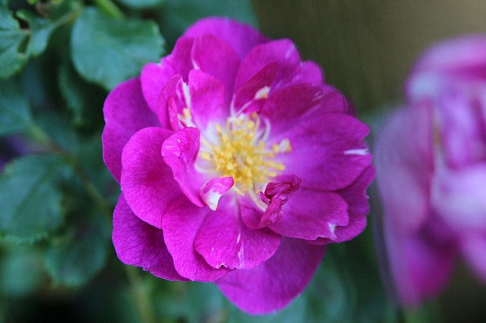 薔薇 ヴィオレッタ Yama好きhana好き