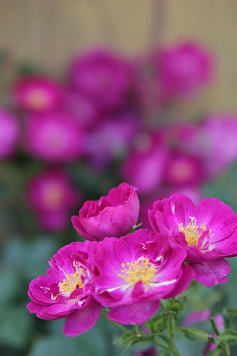 薔薇 ヴィオレッタ Yama好きhana好き