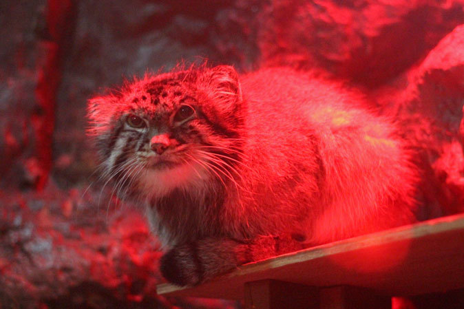 マヌルネコ「ナイマ&ユス」とショウガラゴの子供(上野動物園 July 2019)_b0355317_13293219.jpg