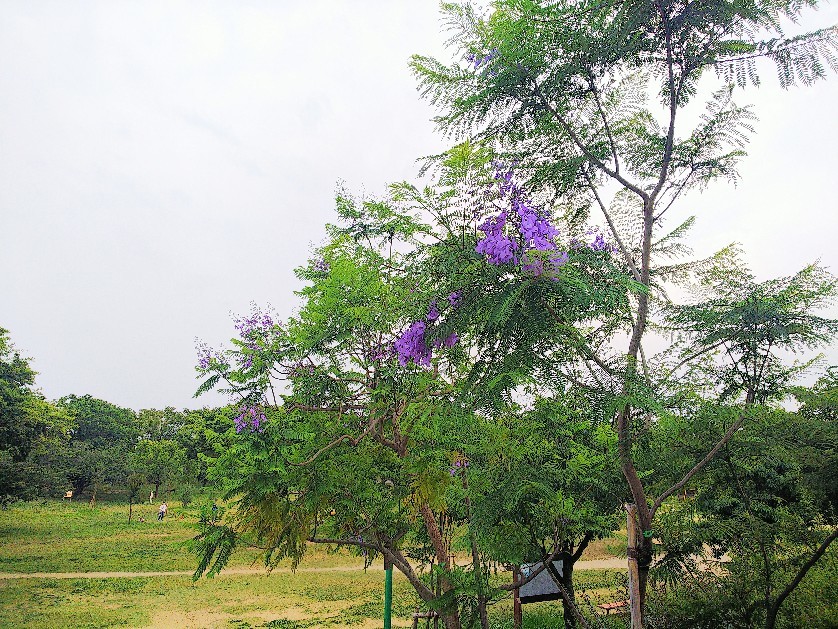 八幡屋公園_a0098418_17105536.jpg