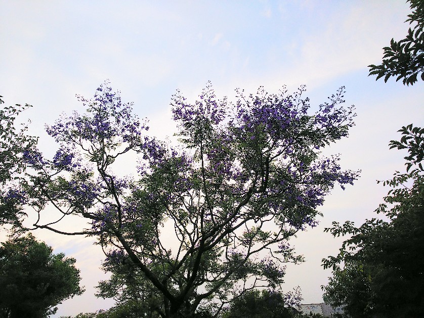 八幡屋公園_a0098418_17105604.jpg