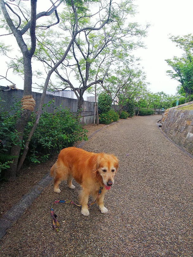 八幡屋公園_a0098418_17105663.jpg