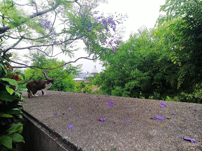 八幡屋公園_a0098418_17105675.jpg
