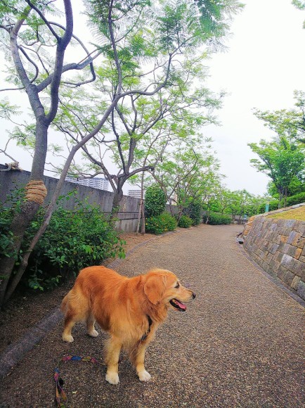 八幡屋公園_a0098418_17133405.jpg
