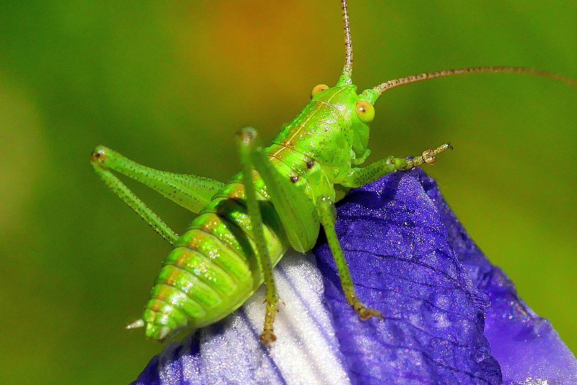 2020年初夏の日光紀行(6)・・カキツバタの花びらに集うヤブキリの幼虫♪・・田母沢御用邸記念公園_a0031821_11520296.jpg
