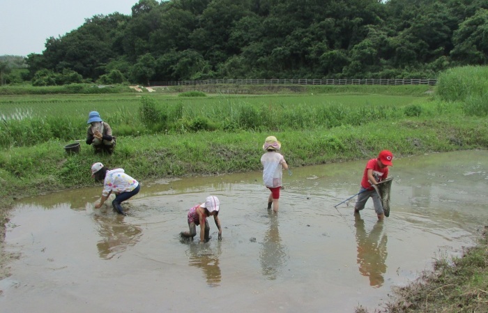 田植えが終わりました。_b0175921_06312013.jpg