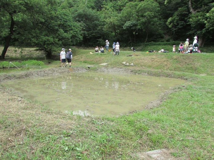 田植えが終わりました。_b0175921_07031694.jpg