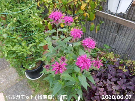 ベルガモット 松明花 咲く 自然とともに生きる