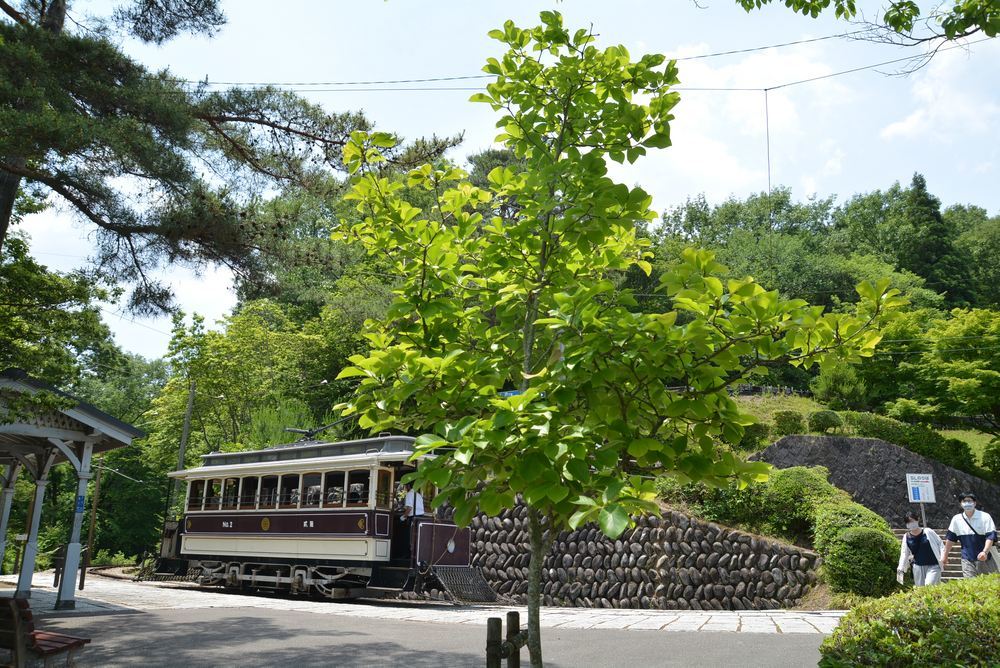 京都市電名古屋電停の新緑2_e0373930_15344332.jpg
