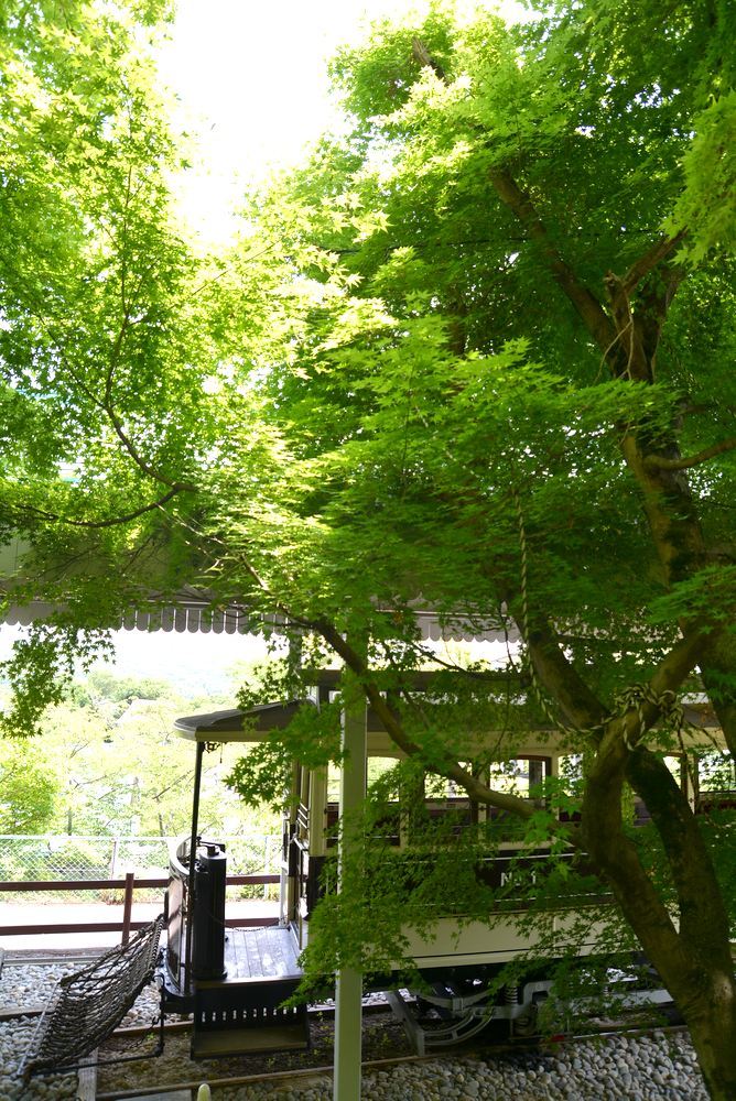 京都市電壱号と新緑2020_e0373930_15345842.jpg