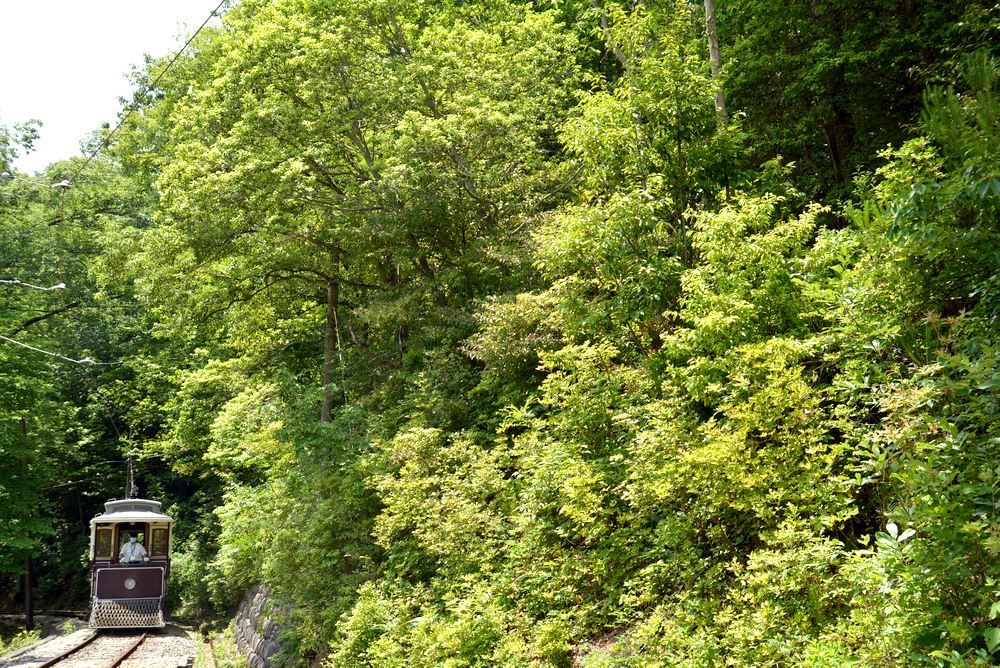 京都市電名古屋電停の新緑2_e0373930_15412645.jpg