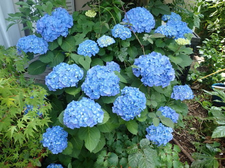 2020年5月中~6月上旬 埼玉県北部 拙宅の虫たち_c0353632_10535096.jpg
