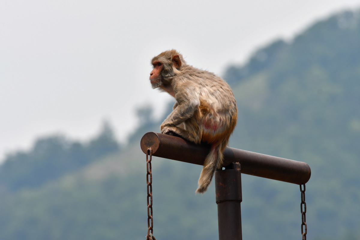 笑うフクロウ Taro S Photo 笑うフクロウ Taro S Photo