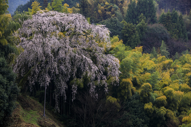 2020桜咲く奈良　雨に烟る八講桜_f0155048_05082.jpg