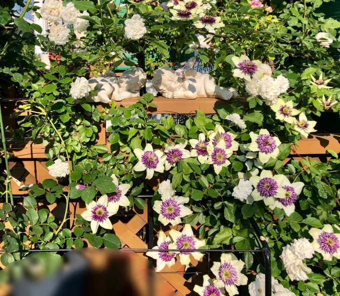 終盤のバラ達と紫陽花の色付き♫_a0396654_19330563.jpeg