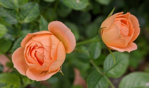 今年のオレンジ色の薔薇 気まぐれ日記 blog De new 今年のオレンジ色の薔薇 気まぐれ日記 blog De new