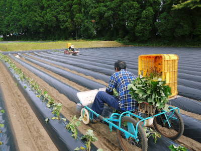 熊本産大津甘藷『からいも(サツマイモ)』 栽培地への植え付け(定植)作業を現地取材(後編)_a0254656_18002927.jpg