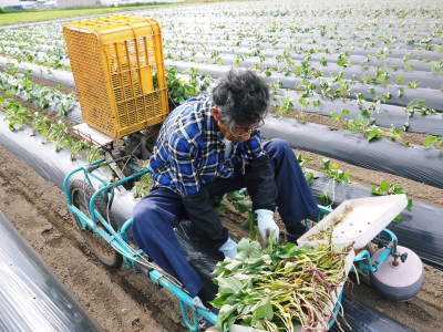熊本産大津甘藷『からいも(サツマイモ)』 栽培地への植え付け(定植)作業を現地取材(後編)_a0254656_18013687.jpg