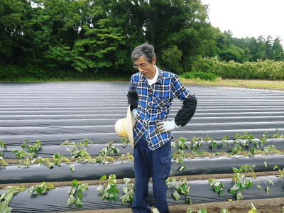 熊本産大津甘藷『からいも(サツマイモ)』 栽培地への植え付け(定植)作業を現地取材(後編)_a0254656_18251579.jpg
