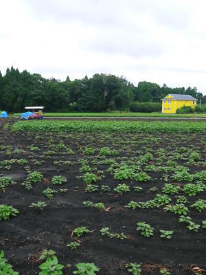 熊本産大津甘藷『からいも(サツマイモ)』 栽培地への植え付け(定植)作業を現地取材(後編)_a0254656_18290281.jpg