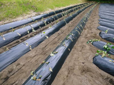 熊本産大津甘藷『からいも(サツマイモ)』 栽培地への植え付け(定植)作業を現地取材(後編)_a0254656_18322898.jpg