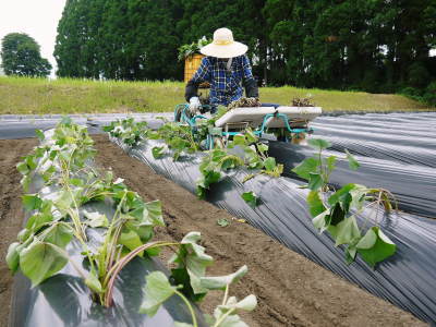 熊本産大津甘藷『からいも(サツマイモ)』 栽培地への植え付け(定植)作業を現地取材(後編)_a0254656_18362679.jpg