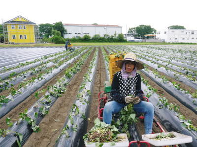 熊本産大津甘藷『からいも(サツマイモ)』 栽培地への植え付け(定植)作業を現地取材(後編)_a0254656_18434772.jpg