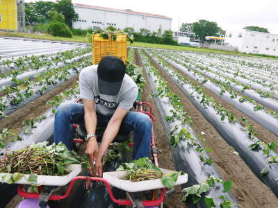 熊本産大津甘藷『からいも(サツマイモ)』 栽培地への植え付け(定植)作業を現地取材(後編)_a0254656_18465505.jpg