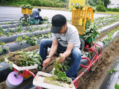 熊本産大津甘藷『からいも(サツマイモ)』 栽培地への植え付け(定植)作業を現地取材(後編)_a0254656_18485169.jpg