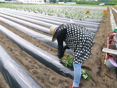熊本産大津甘藷『からいも(サツマイモ)』 栽培地への植え付け(定植)作業を現地取材(後編)_a0254656_19003455.jpg