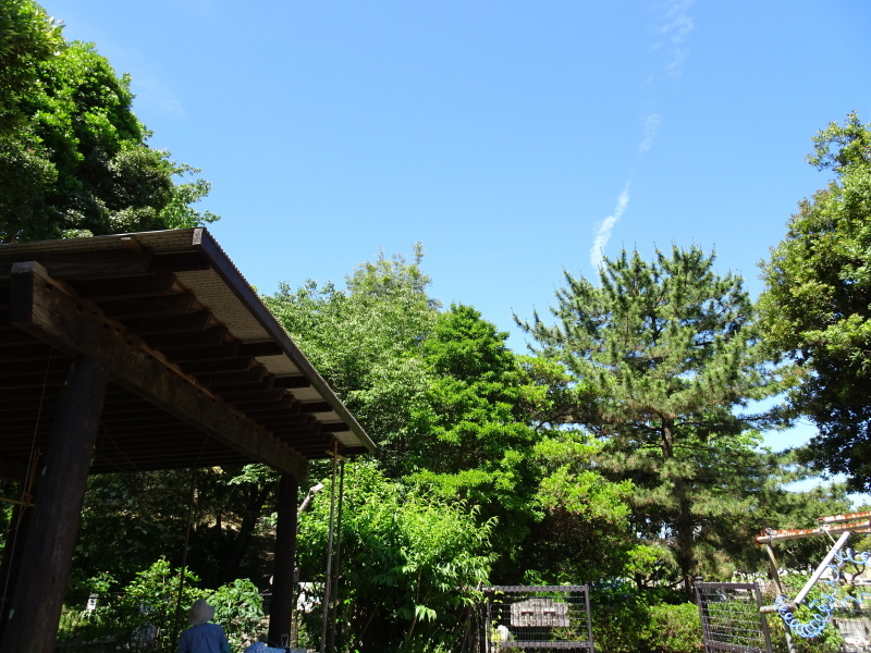 初夏:草と格闘・・・うみべの森_c0108460_15201452.jpg