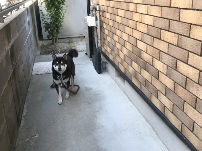 あと少しの辛抱でしょうか。_b0100062_16312675.jpeg