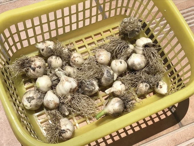あと少しの辛抱でしょうか。_b0100062_16370340.jpeg