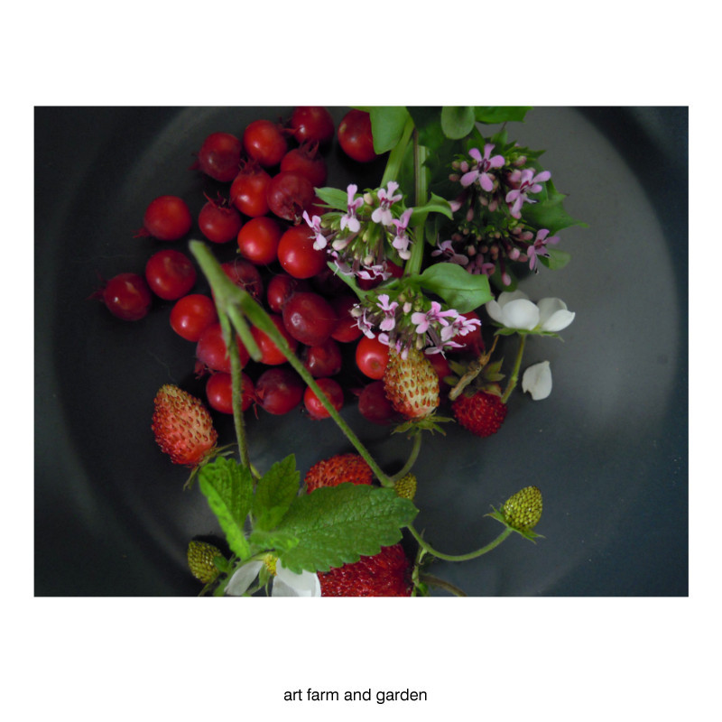 ジューンベリーとワイルドストロベリー Art Farm Garden アート農場と庭 ジューンベリーとワイルドストロベリー Art Farm Garden アート農場と庭