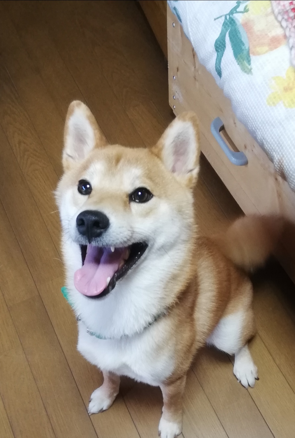 待て 柴犬茸蔵くんの芸 Handmade でささやかな幸せのある暮らし