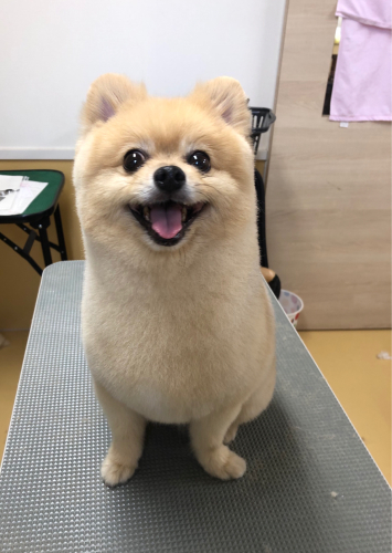 トリミングブログ🌟_f0357682_18223780.jpg