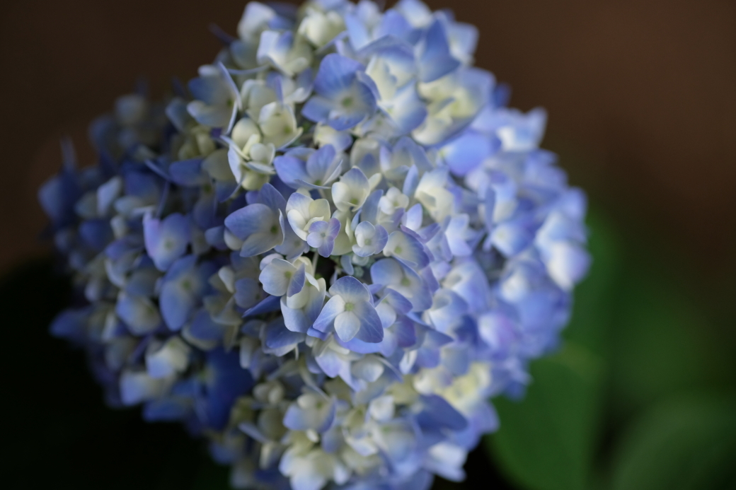 紫陽花 ２ 水戸八幡宮にて ２０２０ ０６ ０６ 常陸のt S Blog