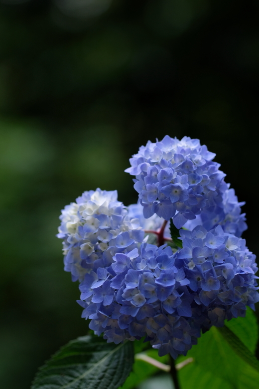 紫陽花 ２ 水戸八幡宮にて ２０２０ ０６ ０６ 常陸のt S Blog