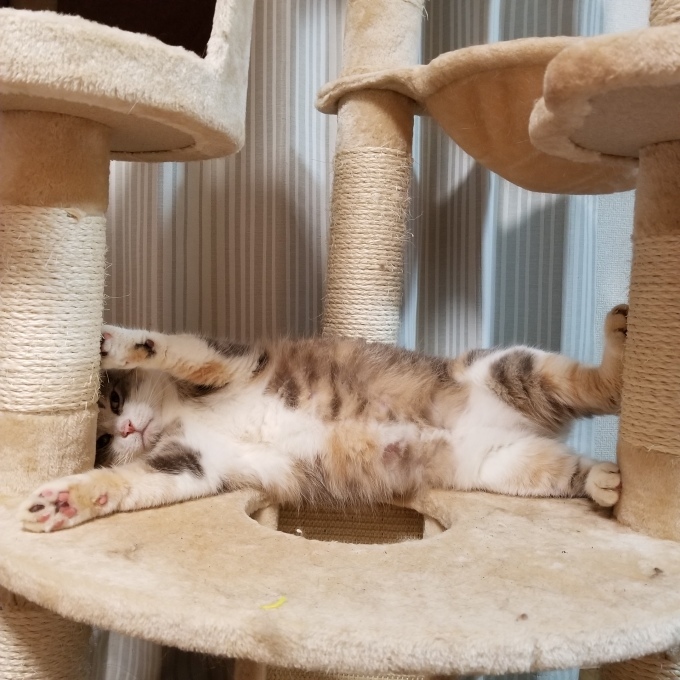 ながちゃんの決めポーズ_c0369492_20554163.jpg