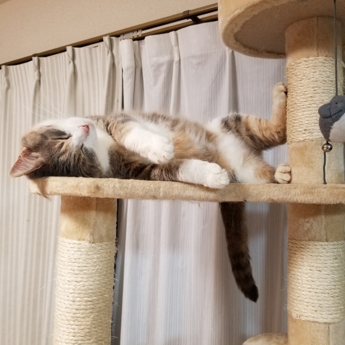 ながちゃんの決めポーズ_c0369492_20585868.jpg