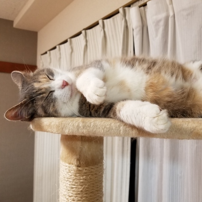 ながちゃんの決めポーズ_c0369492_21003816.jpg