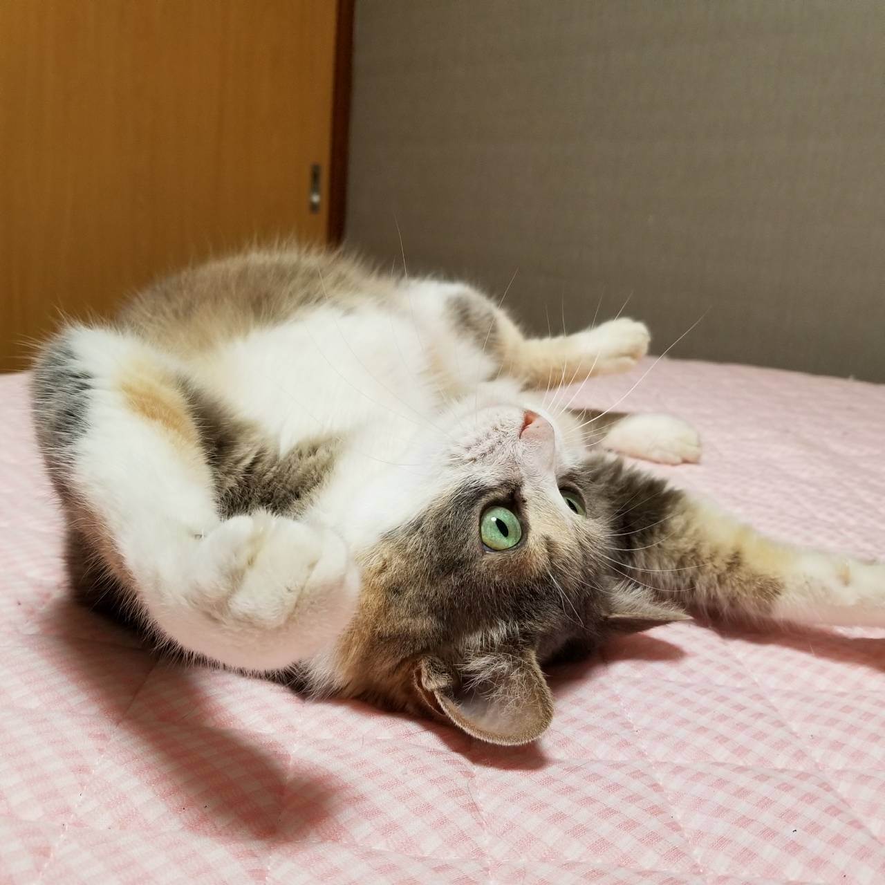 ながちゃんの決めポーズ_c0369492_21053308.jpg