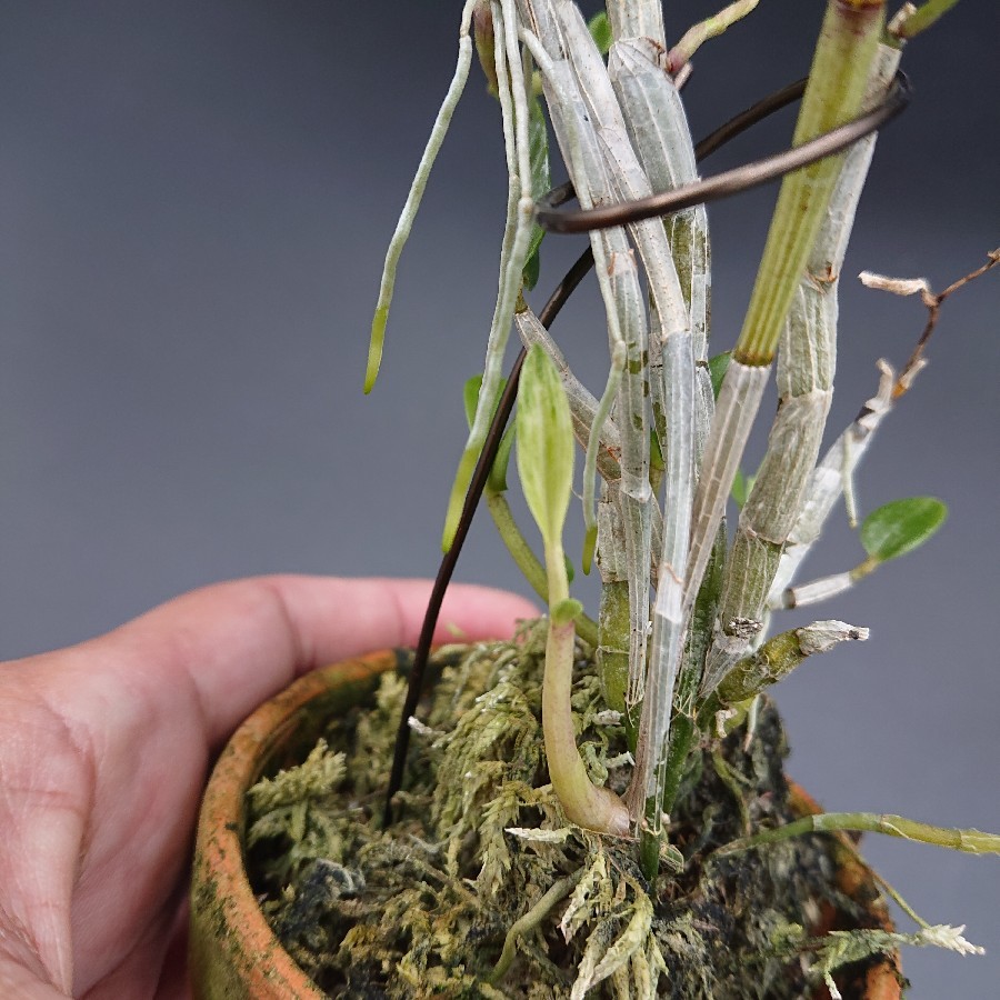 キバナノセッコク 素心花 「深芳野」 開花中 富貴蘭 長生蘭