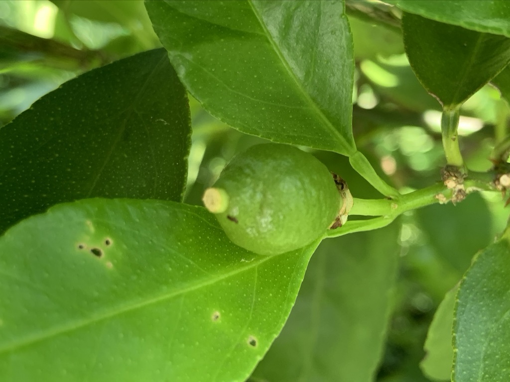 タヒチライムとラベンダーとエキナセアとカマキリ_b0349795_16105274.jpeg