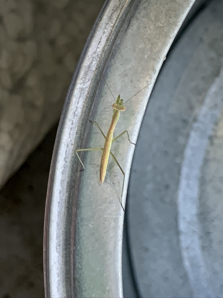 タヒチライムとラベンダーとエキナセアとカマキリ_b0349795_16110314.jpeg