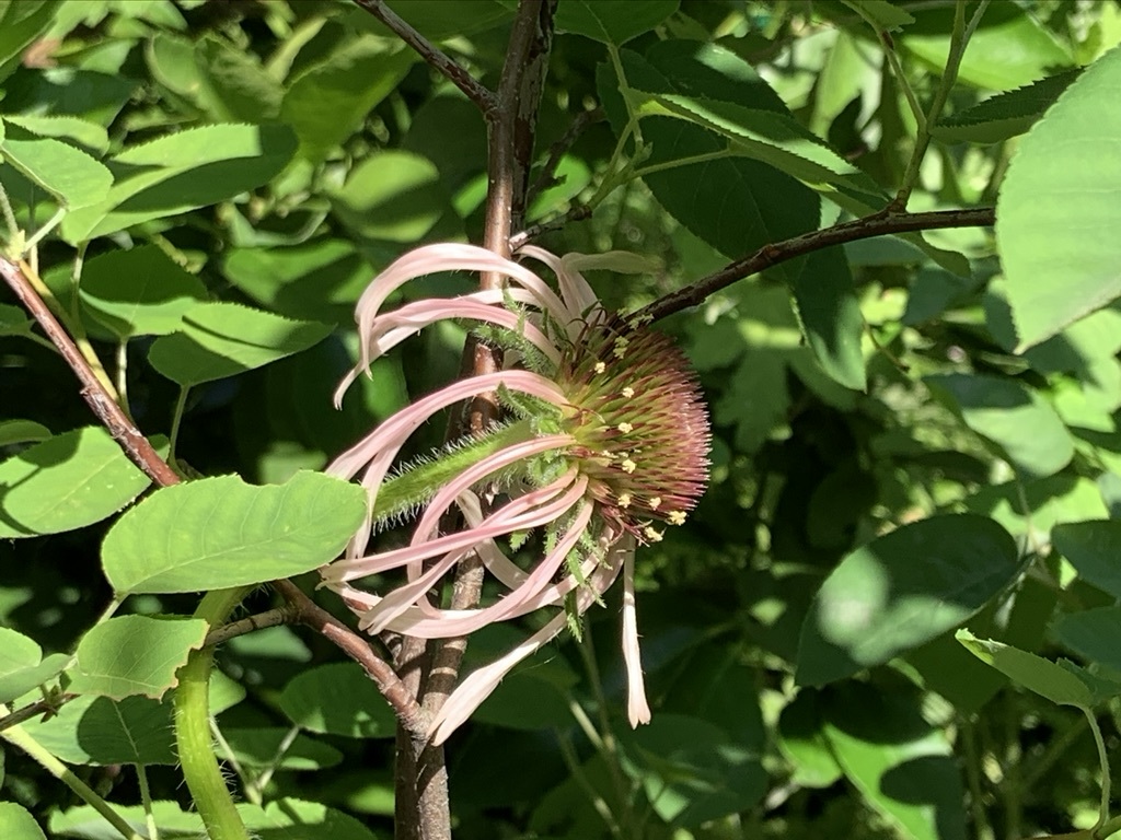 タヒチライムとラベンダーとエキナセアとカマキリ_b0349795_16110337.jpeg