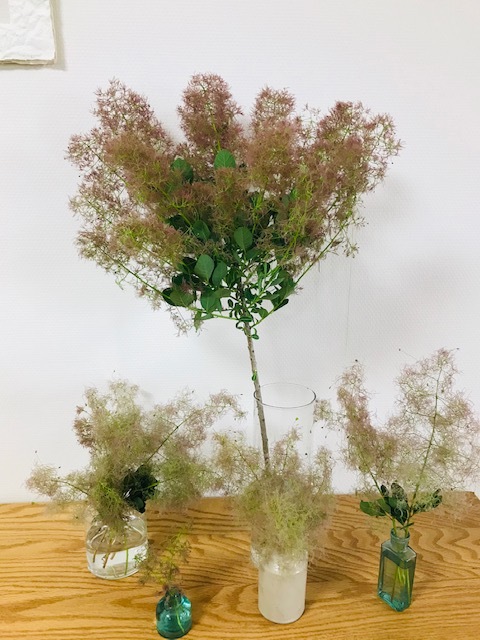 スモークツリー_f0204295_13154021.jpg