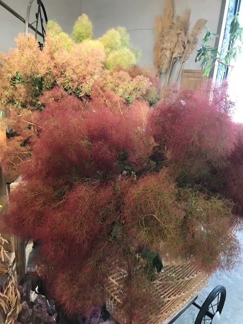 スモークツリー_f0204295_13211063.jpg