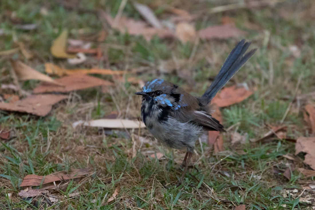 Superb Fairy Wren ルリオーストラリアムシクイ <タスマニア>_c0248100_21422739.jpg